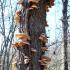 Shelf Fungi